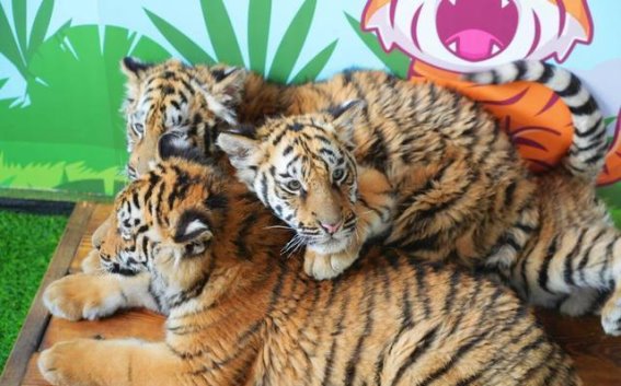 济南野生动物世界春日奇遇，四重惊喜邀您共赴山海幻境