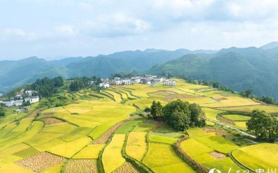贵阳高坡梯田的秋日画卷