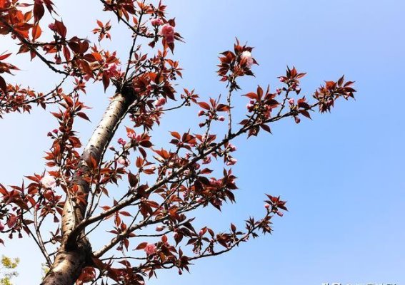 樱花的短暂芳华