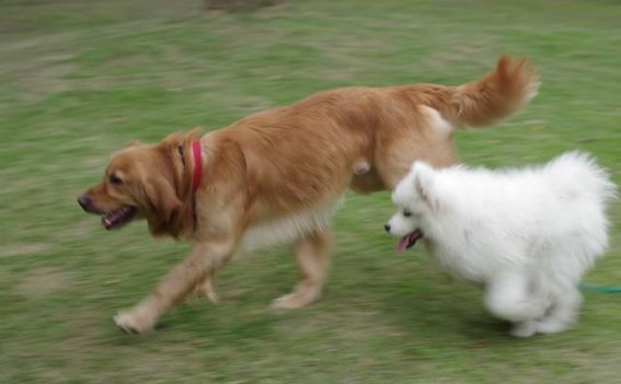 养狗新规：洋县社区和谐的一步