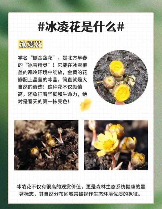 冰凌花开，春风拂面——莲秀峰的自然奇迹