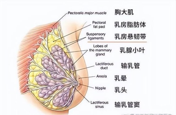 乳腺结节最佳手术时机的科学分析