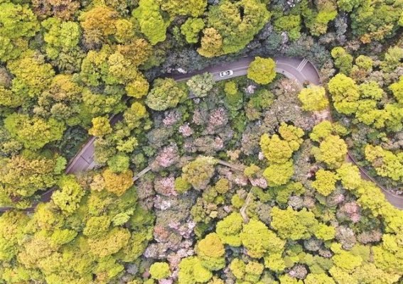 梧桐山杜鹃花海：都市心脏中的自然奇迹