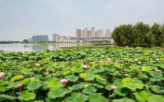 靖江市之旅：自然与历史的诗意交融