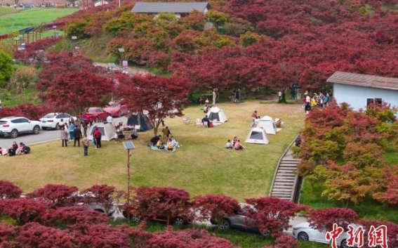 重庆巴南春日红枫：山野间的色彩盛宴