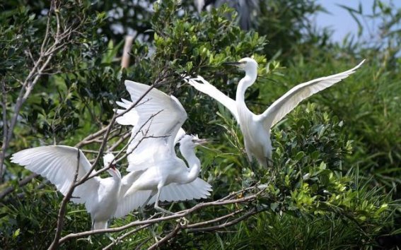 惠州西湖鸟岛：百鸟齐飞展生态新貌