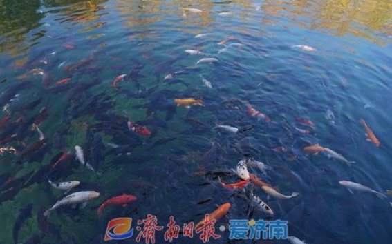 冬日的珍珠泉：光影与泉水的诗意交融