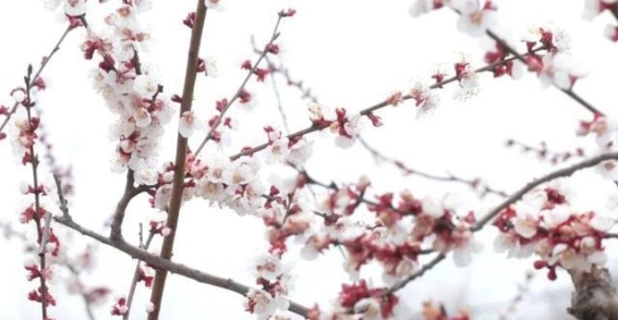 泽州春日赏花之旅：追寻花开，感受春光