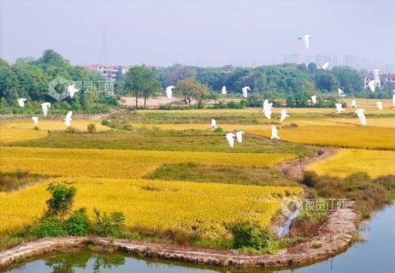 白鹭翩翩飞舞，泰和生态画卷美如画