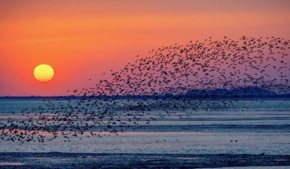 春光中翱翔的鸟浪：鸭绿江口湿地的自然奇观