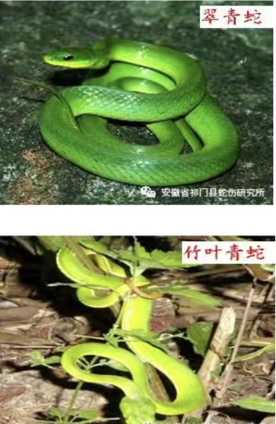 夏季防蛇须警惕，皖南小县城成毒蛇救治新高地