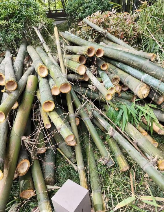 望江楼公园竹子开花，你去看了吗？