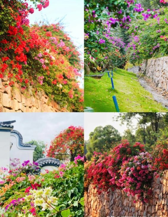 探寻花都的花海与奇趣——马岭观花植物园