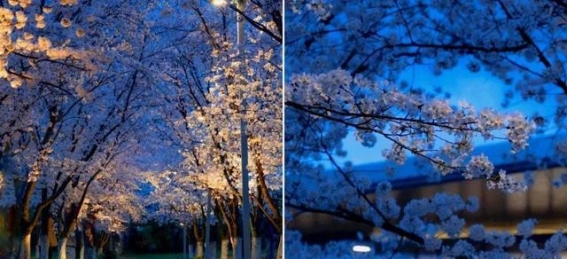 良渚大屋顶的樱花奇遇：夜幕下的粉色梦境