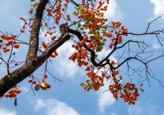 西泽的柿子红了，温暖了整个冬天