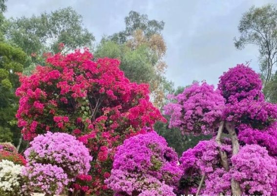 深圳莲花山公园：自然与历史的完美融合，值得一探的宝藏之地