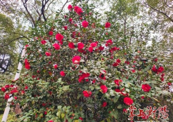 西湖公园紫荆花开迎春，春光烂漫