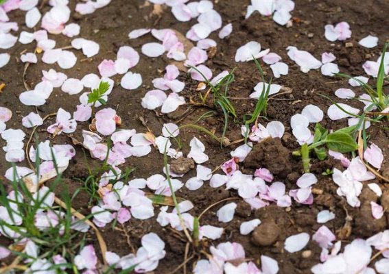济南五龙潭樱花盛开，浪漫如雪，花瓣纷飞