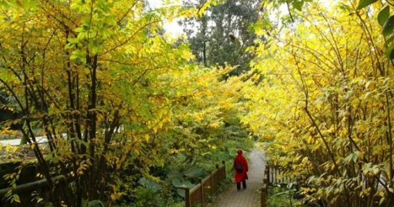 秋之韵：文明捡秋活动中的自然守护