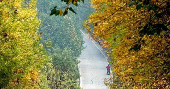 秋日漫步郑开大道，享受城市的自然韵味