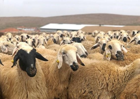 秋冬季节羊肉的养生之道与食用禁忌