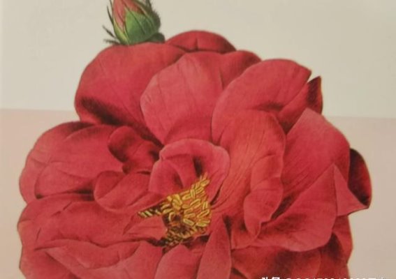 元宵夜的月光与西安的温情