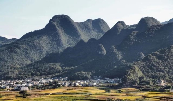 万峰林油菜花海，春节出行的理想之地
