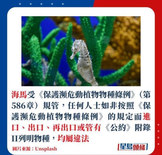 港漂女海边自制海鲜放题，意外捕捞1物询问：“能吃吗？”