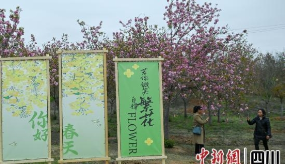 樱花桃花香满乡村，助力仁寿经济腾飞