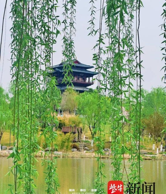 大洋湾樱花季：与春天的邂逅，浪漫如诗