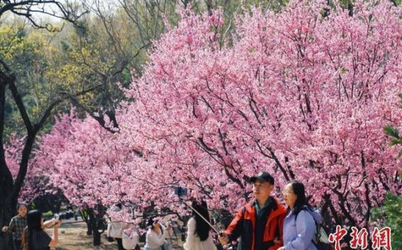清明假期北京市属公园迎春潮，游客体验文化与自然之美
