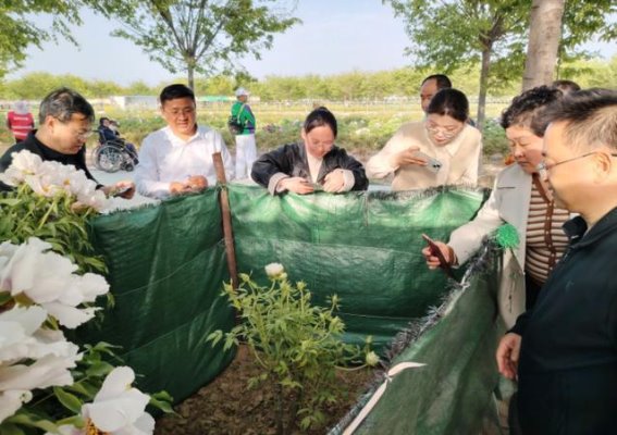 菏泽牡丹园“三对并蒂牡丹”引人注目 成为游客春游焦点