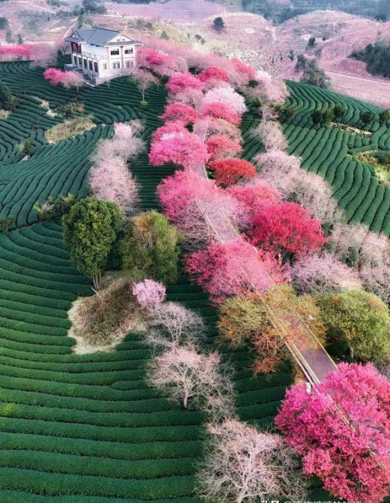 福建永福樱花茶园：春天的绚烂之约