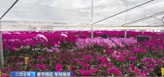 春节临近，文化与民俗活动缤纷呈现