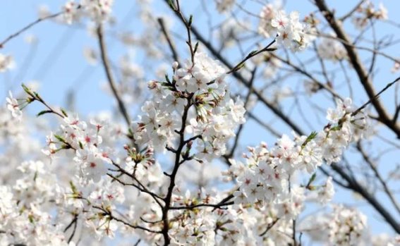 金山春日秘境：樱花与宁静的相遇