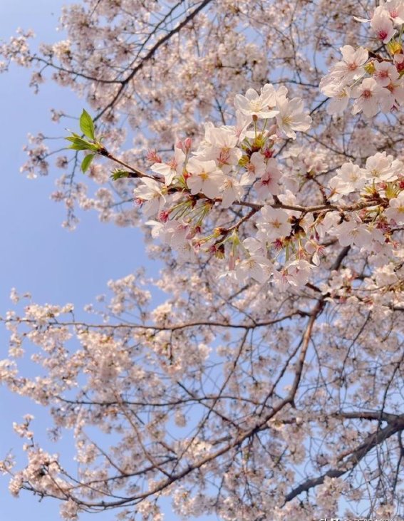 第十一届鹤壁樱花季全攻略，樱花与文化的碰撞之旅