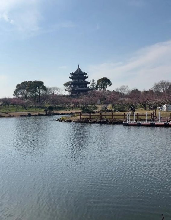 梅花之约：走进上海海湾国家森林公园的梅花世界