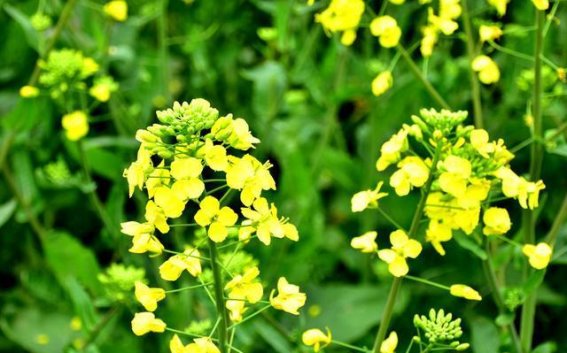 春日邂逅：走进小泽村的油菜花海