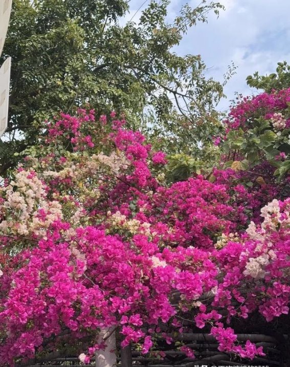 春日里的一场邂逅：厦门南湖公园三角梅花海