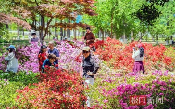 青山公园杜鹃花盛放，春光美景迎客来