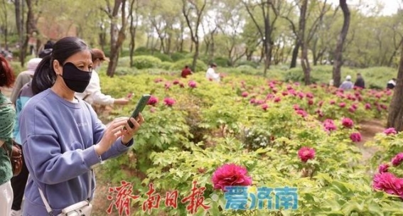 泉城春色：牡丹花开引游客纷至沓来