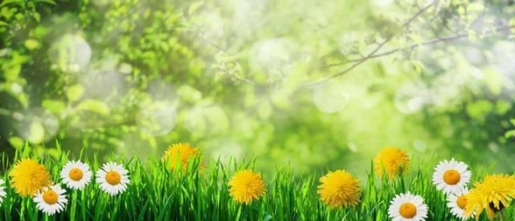 春季养肝好时机，红枣助力补血强身