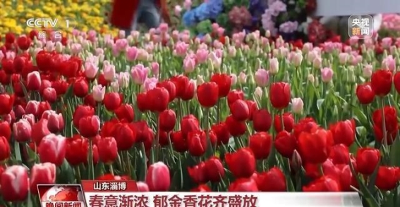 春日花海：全国各地的花卉盛宴等你来赏