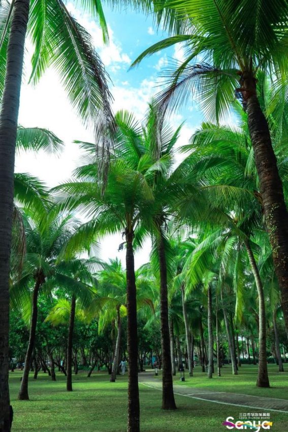 春日三亚：在绿意中找回宁静与自在