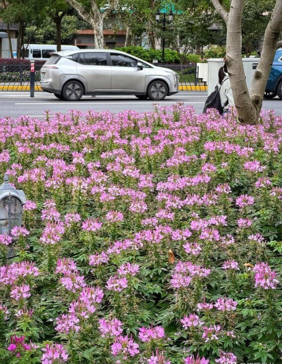 白马咖啡馆：历史的回声与文化的交融