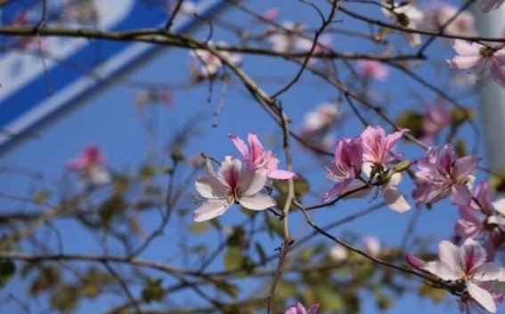 紫荆花开，惠城高新区迎春展新貌