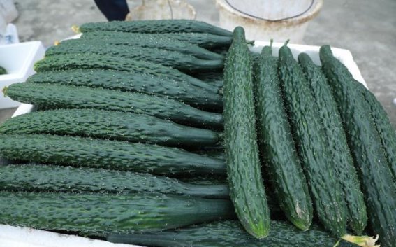 黄瓜的美容与健康密码：长期食用带来的4大好处