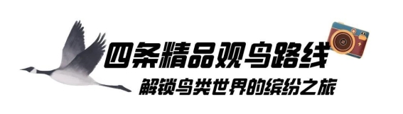 冬日奇观，东营黄河三角洲的“鸟浪”震撼之旅