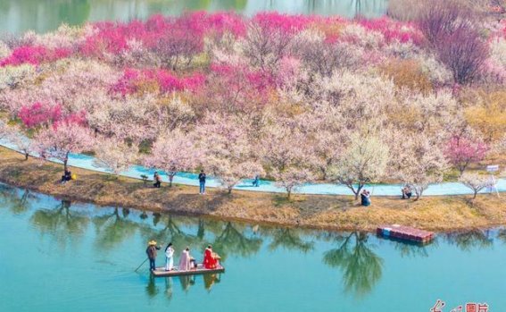 春光明媚，梅花盛开——湿地景区的春日风景