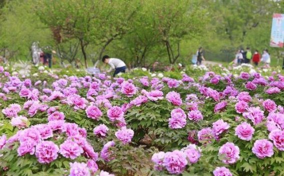 春日浪漫再升温，济南植物园“花间雅宴”盛大开幕